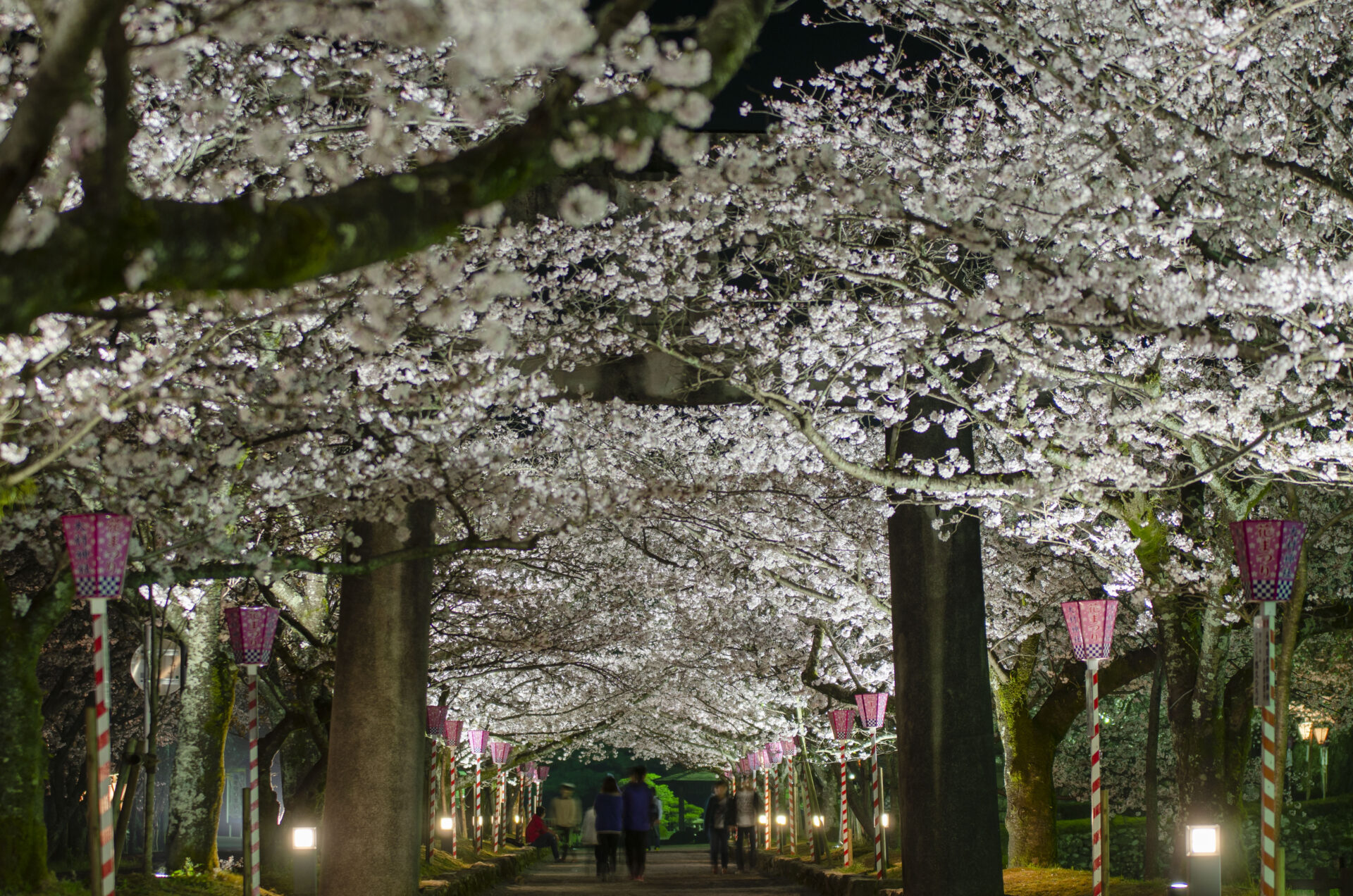 7.八重夜桜のトンネル（大村公園）